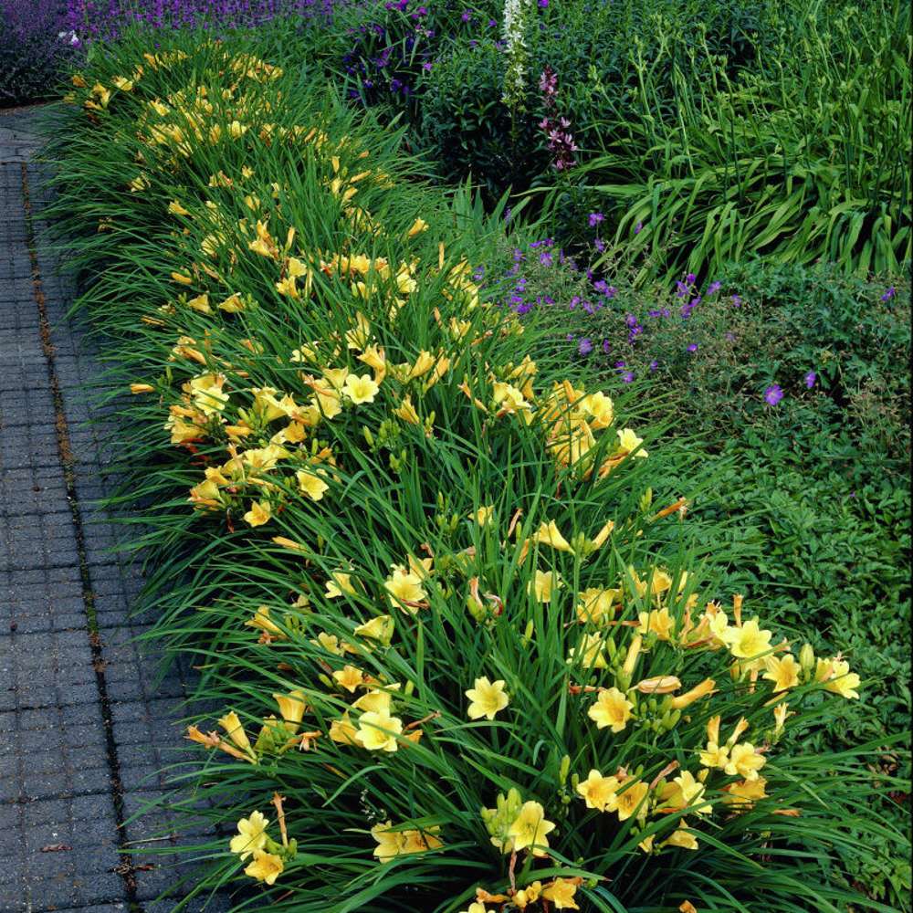 Daglilje 'Stella de Oro' (Hemerocallis)
